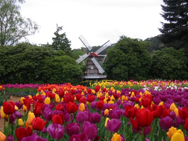 Tesselaar Tulip Festival 2018