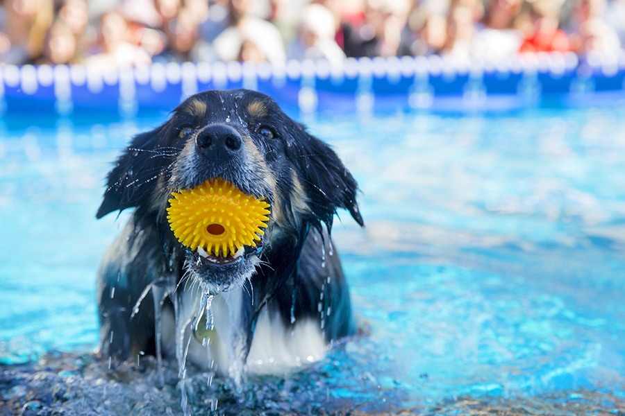 Tickets to the Melbourne Dog Lovers Show