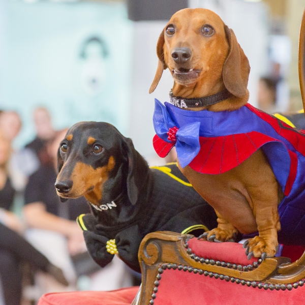 WIN Tickets to the Melbourne Dog Lovers Show in May