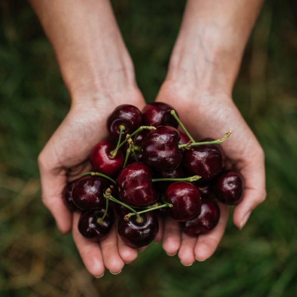 Cherry-picking in Victoria for families