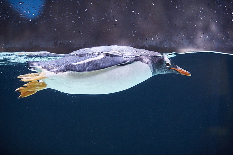 SEA LIFE Melbourne Aquarium is seeking Junior Penguin Keepers