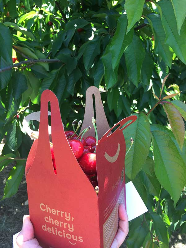 CherryHill Orchards welcomes back cherry lovers