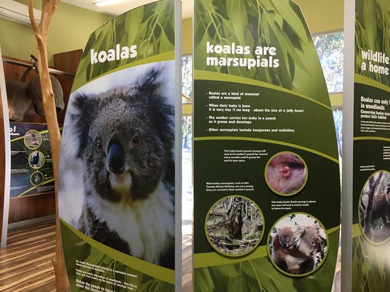 Koala Conservation Reserve Phillip Island
