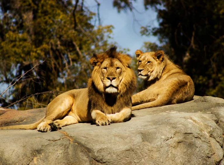 Zoos and Wildlife Parks around Melbourne