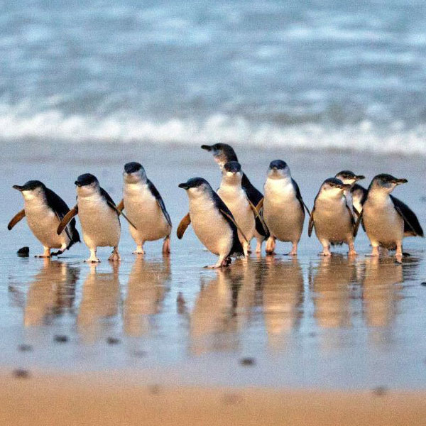 Penguin Parade – Phillip Island