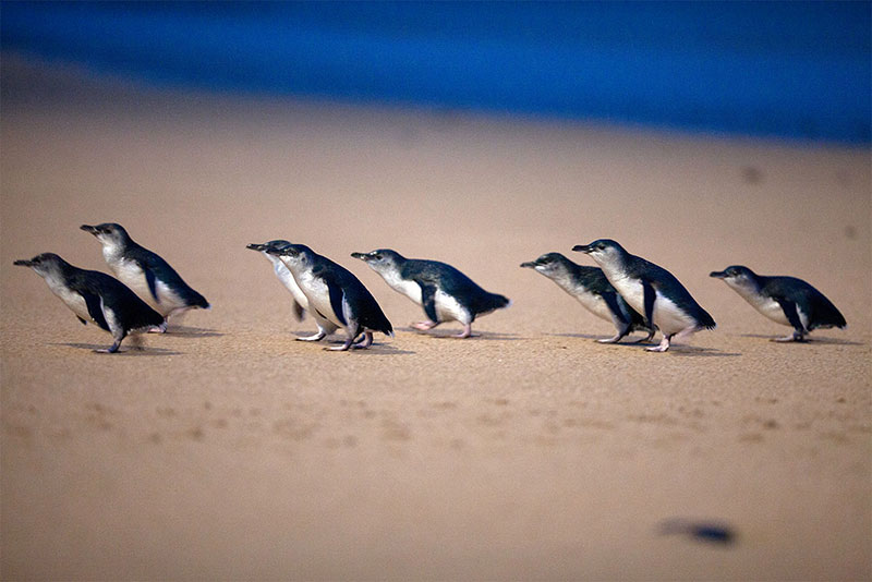 Penguin Parade – Phillip Island