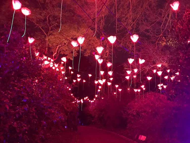 Lightscape has arrived at Melbourne's Royal Botanic Gardens