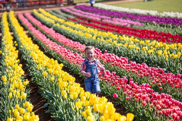 Family fun at Tesselaar Tulip Festival 2022