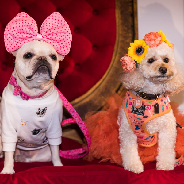 WIN a double pass to The Dog Lovers Show in Melbourne