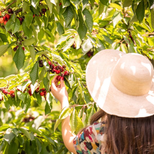 WIN the ultimate cherry-lovers prize for the CherryHill Orchards Cherry-Picking Festival