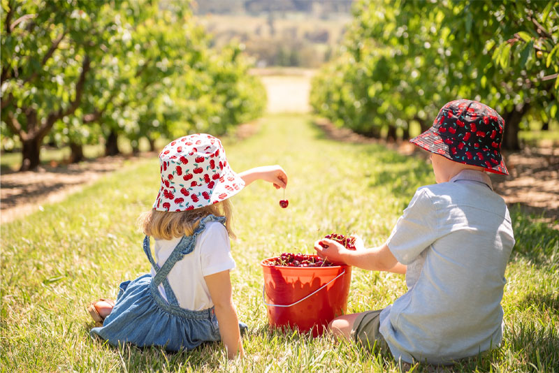 Get ready for a fun day out at the CherryHill Orchards Cherry Picking Festival