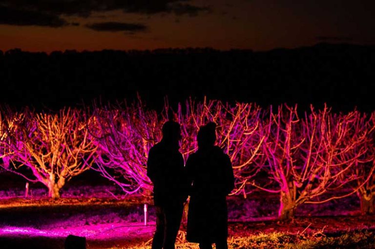 Blossom By Light at CherryHill Orchards in the Yarra Valley