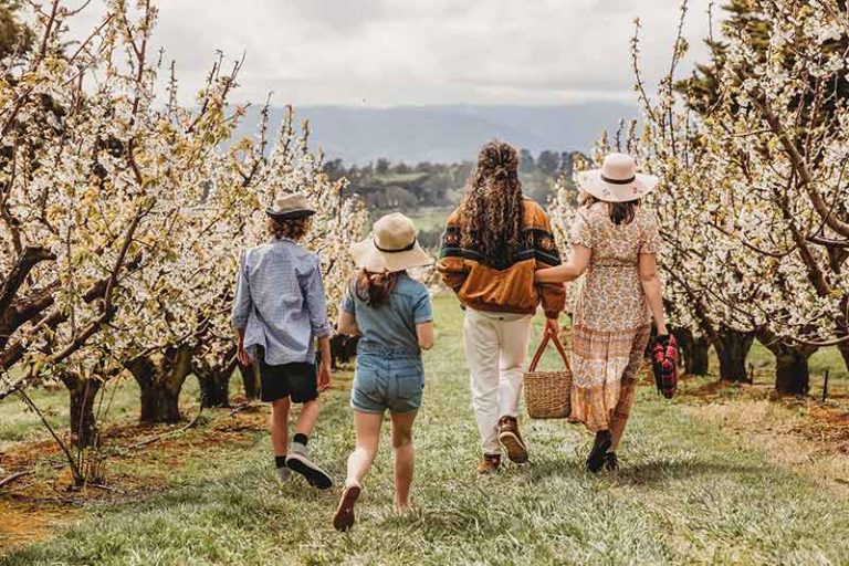 Blossom By Light at CherryHill Orchards in the Yarra Valley