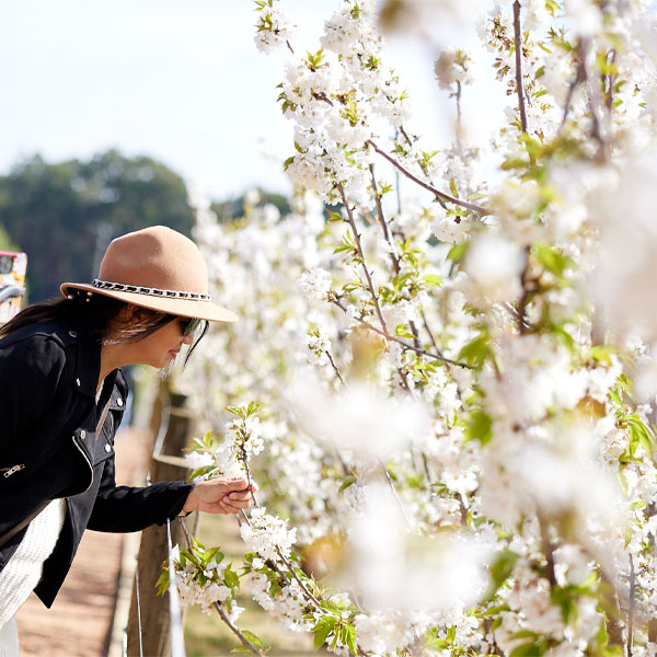 Blossom By Light at CherryHill Orchards in the Yarra Valley