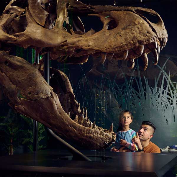 A Must-See for Dinosaur Fans at Museums Victoria