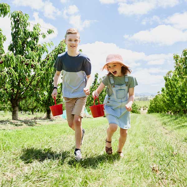 Pick Your Own Cherries at CherryHill Orchards Annual Cherry-Picking Festival