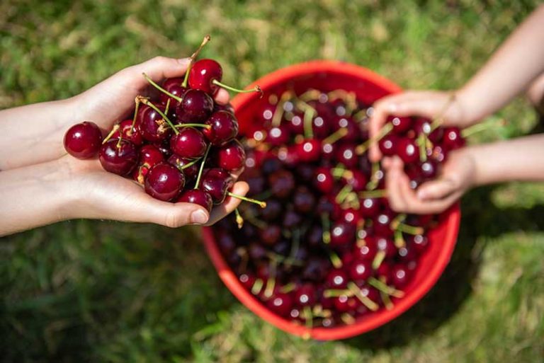 Pick Your Own Cherries at CherryHill Orchards Annual Cherry-Picking Festival