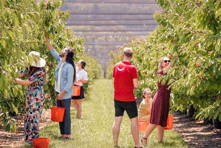 Pick Your Own Cherries at CherryHill Orchards Annual Cherry-Picking Festival