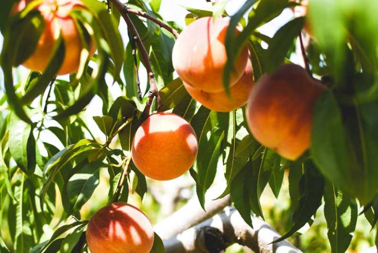 Explore Victoria’s Best Orchards for Fruit Picking