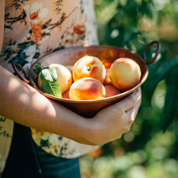 Explore Victoria’s Best Orchards for Fruit Picking