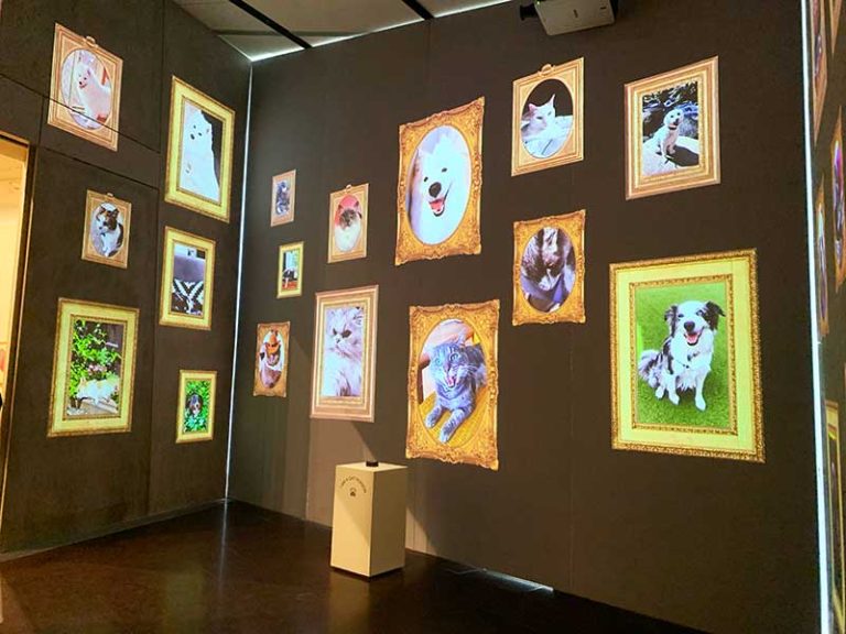 Explore the World of "Cats & Dogs" at NGV’s Latest Exhibition