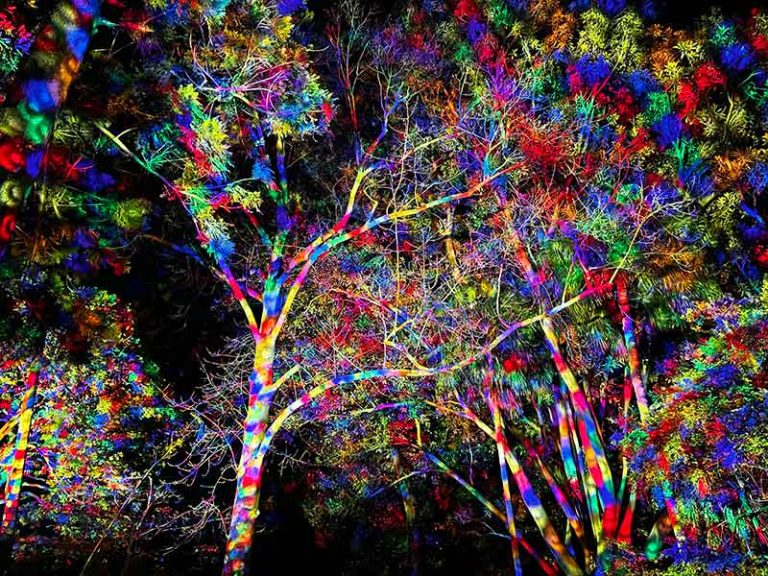 Lightscape Melbourne: A Magical Winter Light Experience at the Royal Botanic Gardens