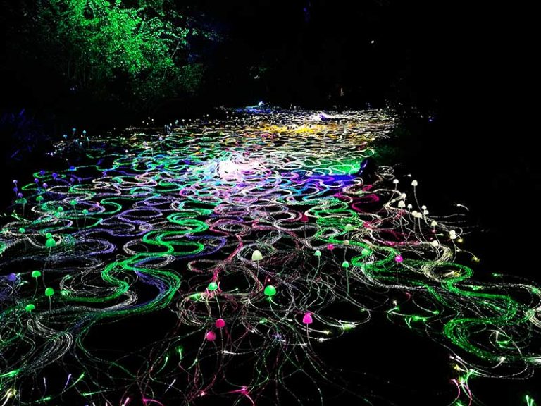 Lightscape Melbourne: A Magical Winter Light Experience at the Royal Botanic Gardens