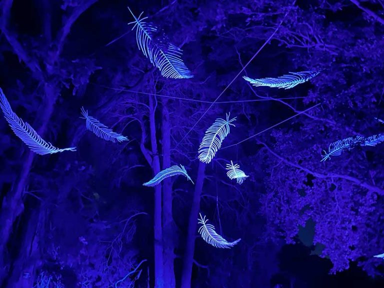 Lightscape Melbourne: A Magical Winter Light Experience at the Royal Botanic Gardens