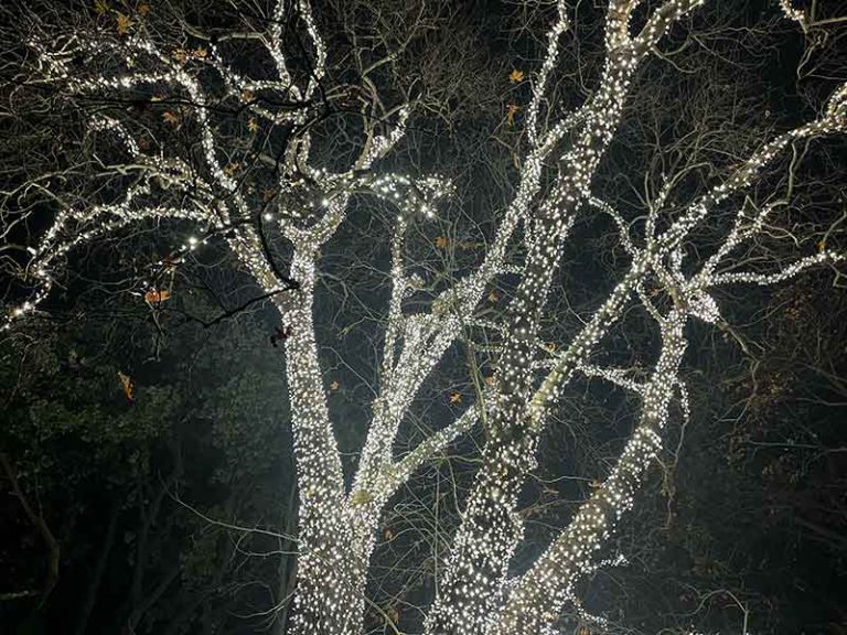 Lightscape Melbourne: A Magical Winter Light Experience at the Royal Botanic Gardens